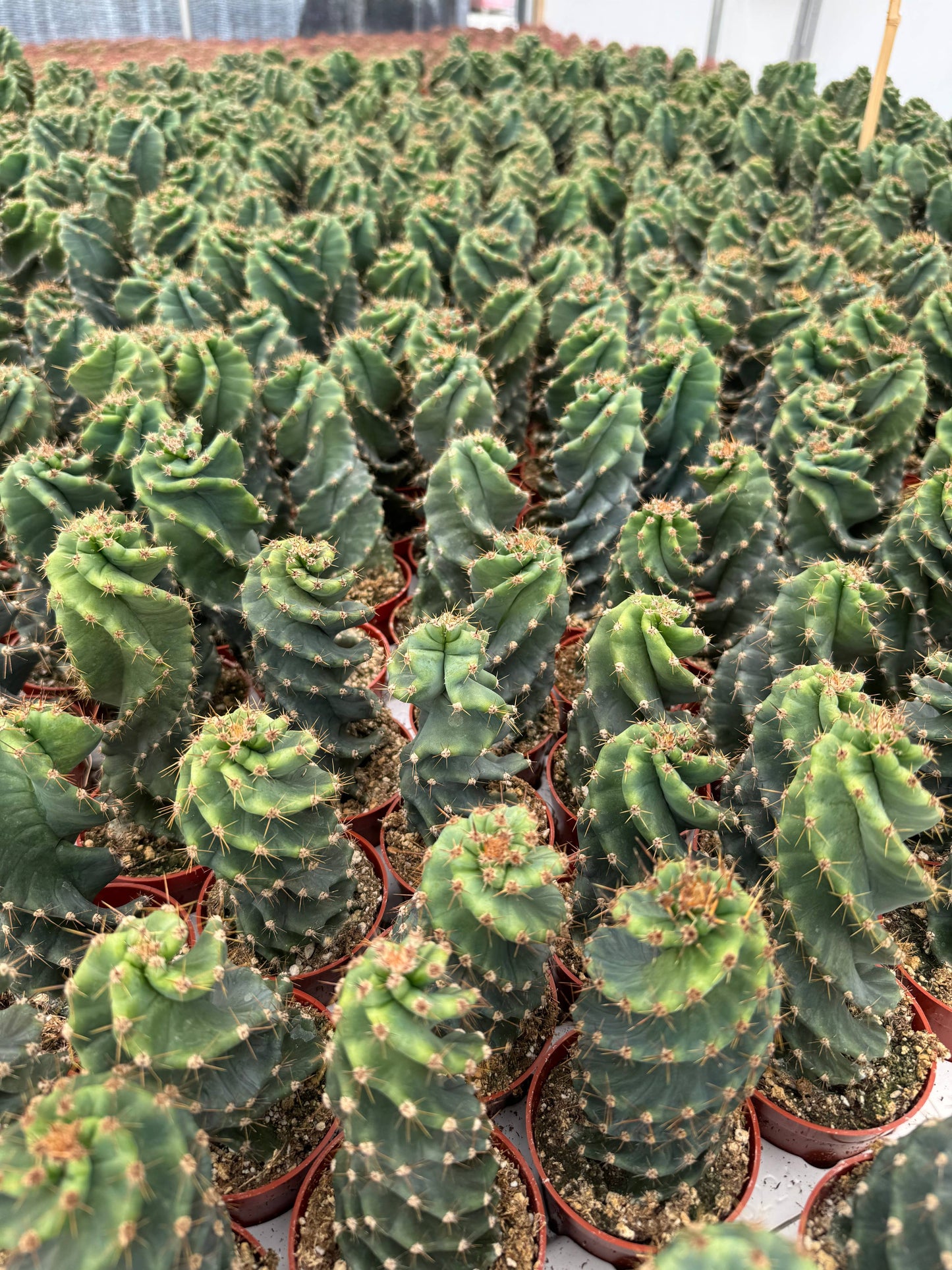 Spiral Cactus | Small 3.25 inch | Cereus forbesii spiralis: 3.5 inch