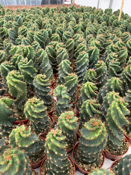 Spiral Cactus | Small 3.25 inch | Cereus forbesii spiralis: 3.5 inch