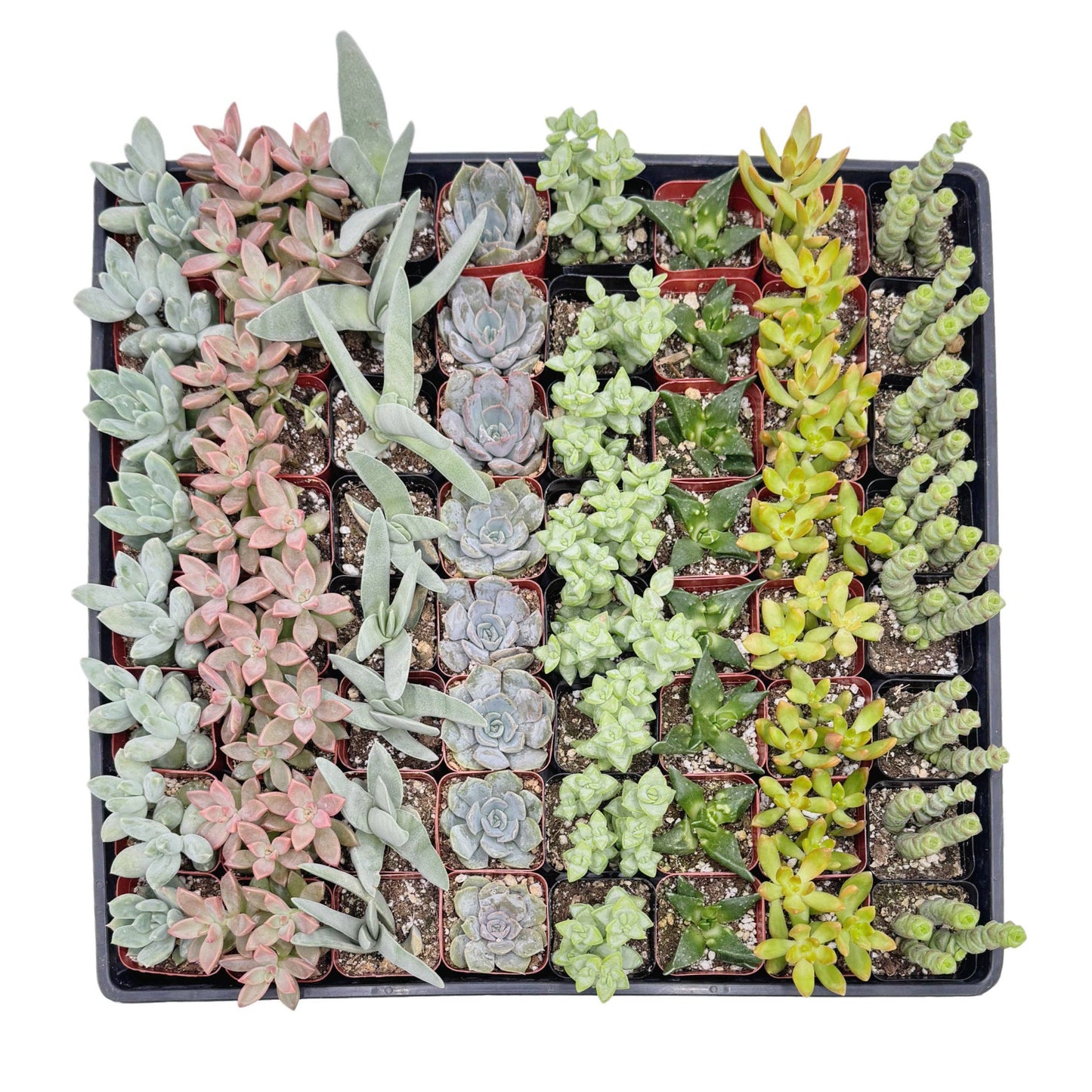 Assorted Succulents | 2 inch: 2 inch