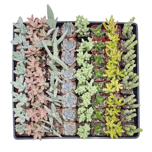 Assorted Succulents | 2 inch: 2 inch