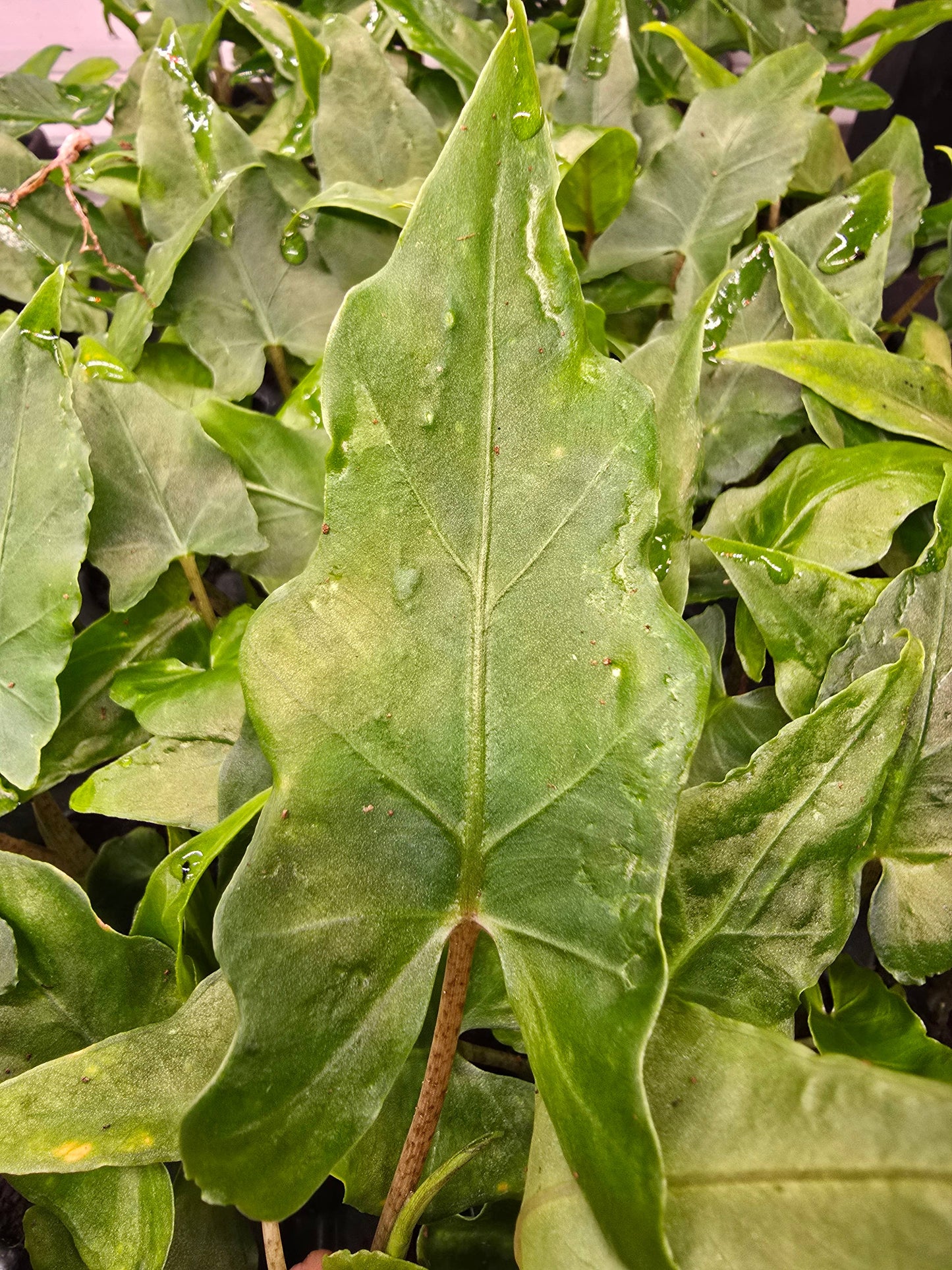 Alocasia Boa: No. I will pot them myself. I would rather save the money.