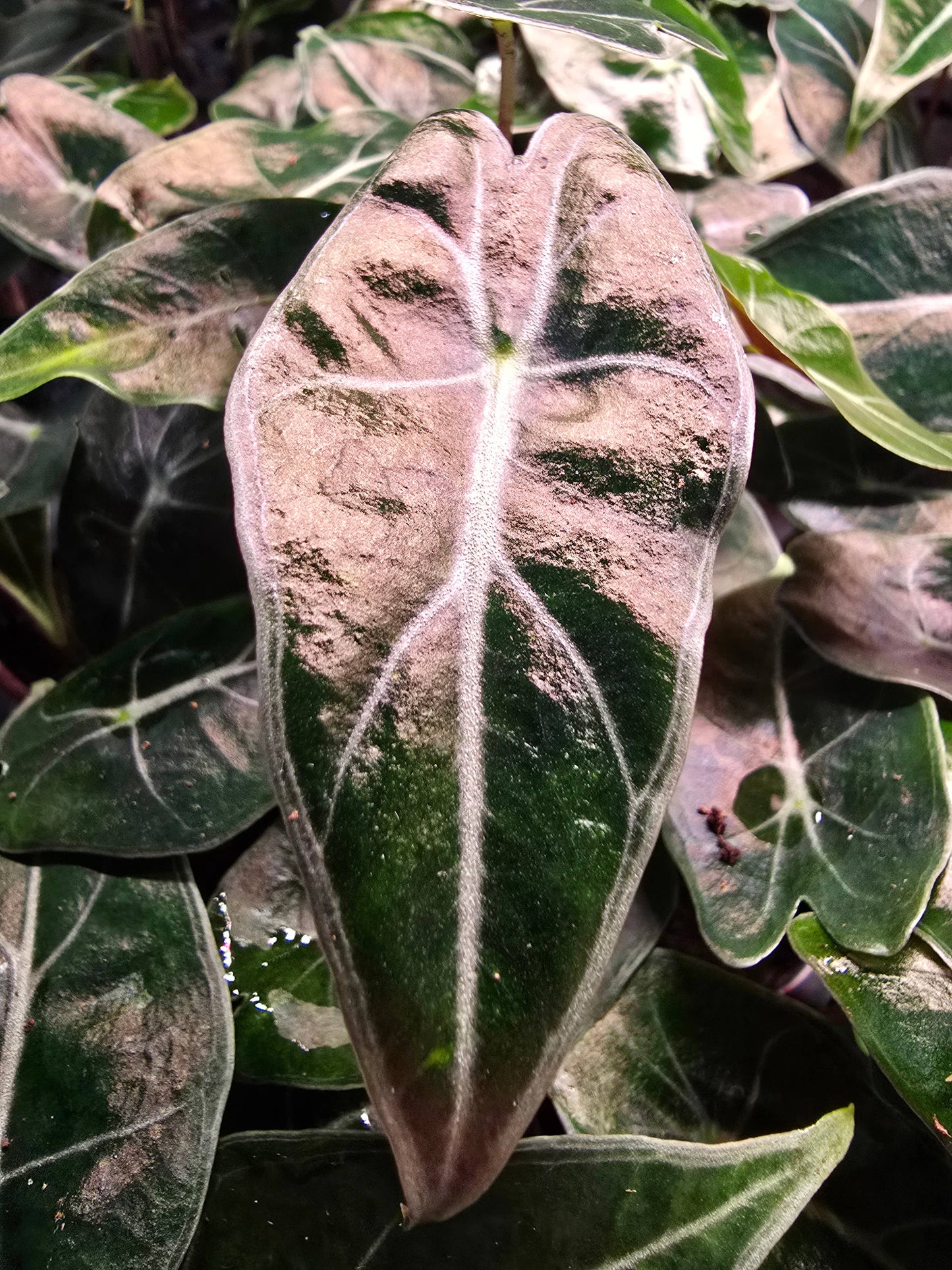 Alocasia Dragons tooth starter