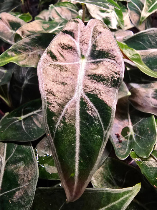 Alocasia Dragons tooth starter