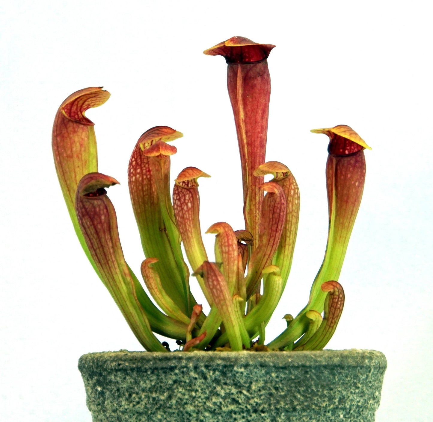 Sarracenia Hybrid Bug Bat Carnivorous