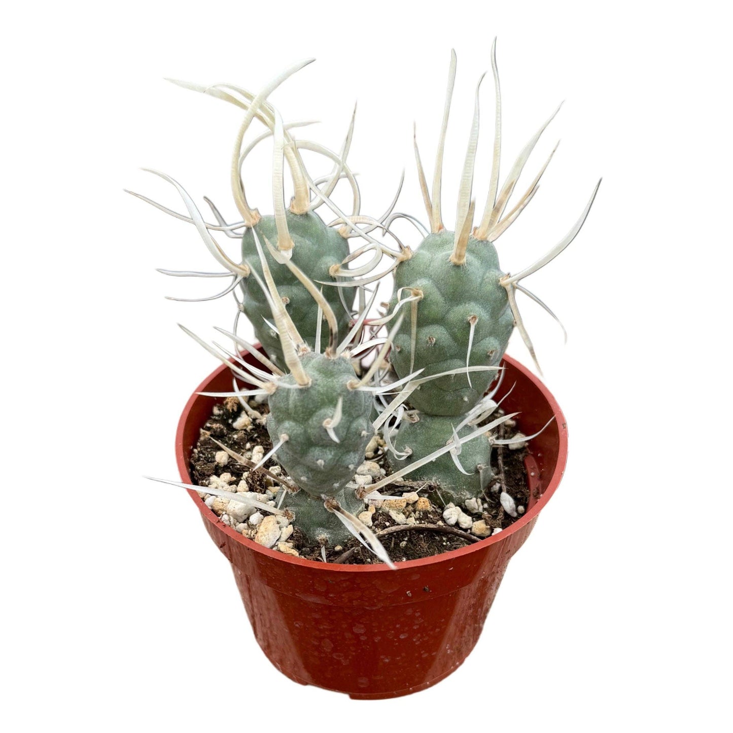 Paper Spine Cactus | 4 inch | Tephrocactus articulatus papyracanthus: 4 inch