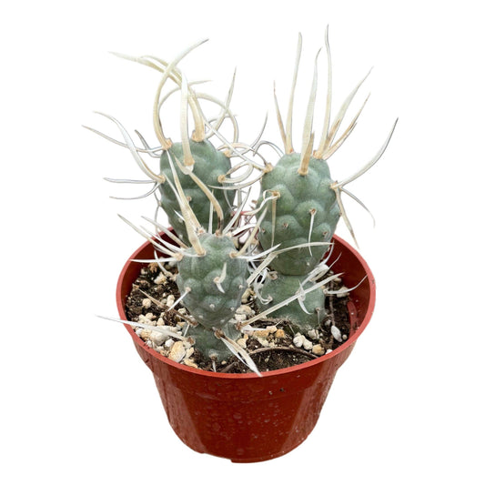 Paper Spine Cactus | 4 inch | Tephrocactus articulatus papyracanthus: 4 inch