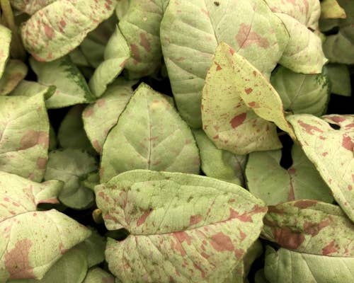 Syngonium Milk Confetti (Fiesta):
