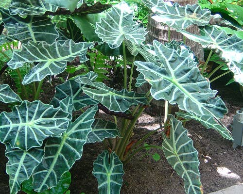 Alocasia Polly. : No. I will pot them myself and save money.