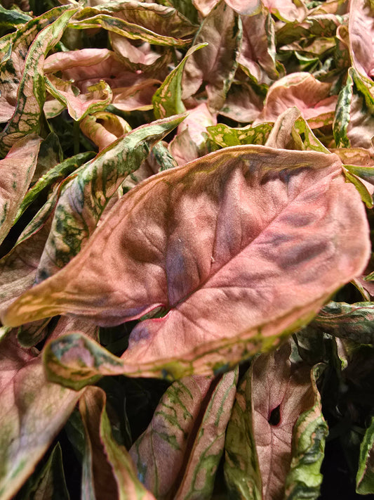 Syngonium Pink Chameleon: