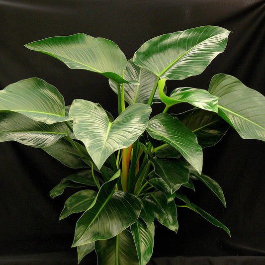 Philodendron Congo: No. I will pot them myself.