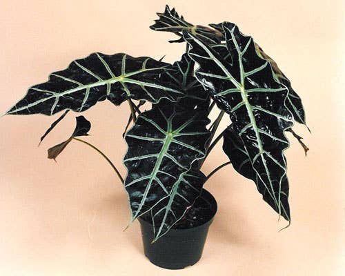 Alocasia Polly. : No. I will pot them myself and save money.