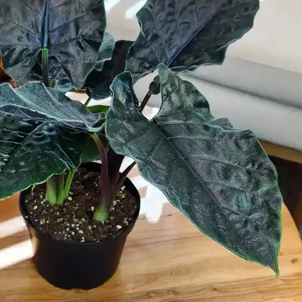 Alocasia Antoro Velvet starter:
