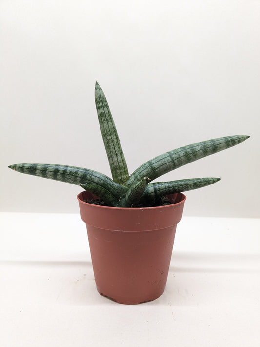 Succulent Stapelia African Starfish