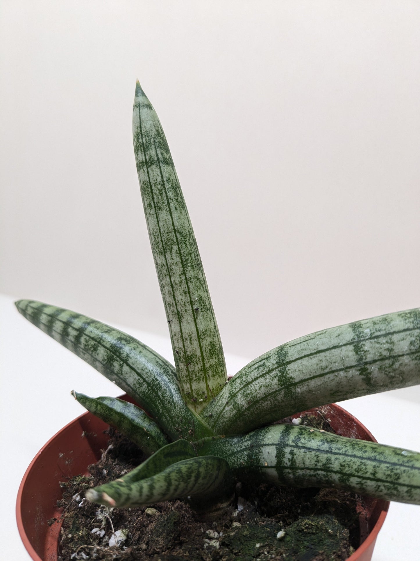 Succulent Stapelia African Starfish