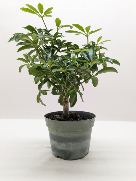 Bonsai Schefflera Arboricola