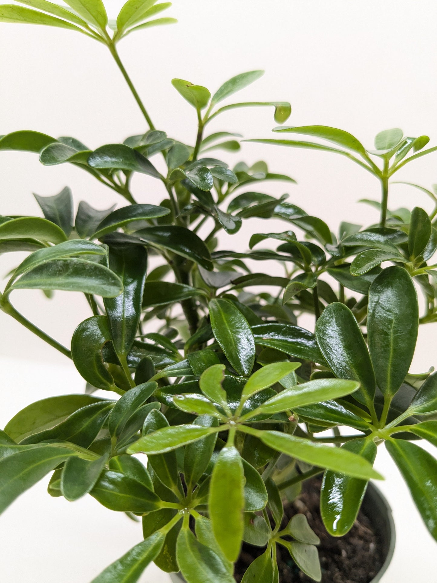 Bonsai Schefflera Arboricola