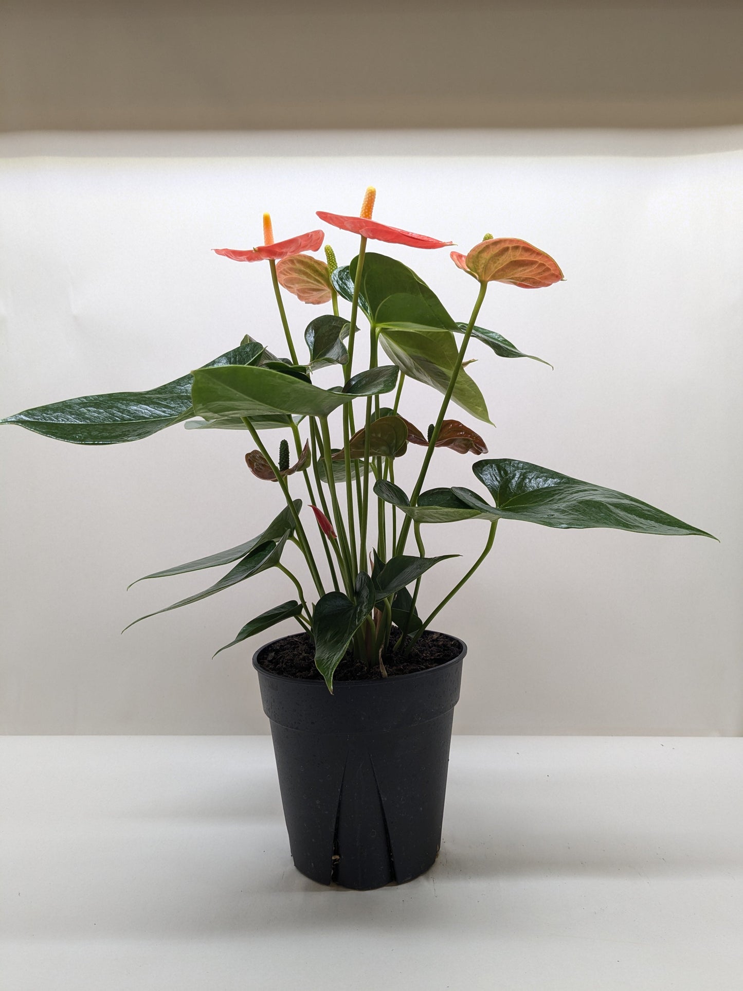 Anthurium 'Orange'