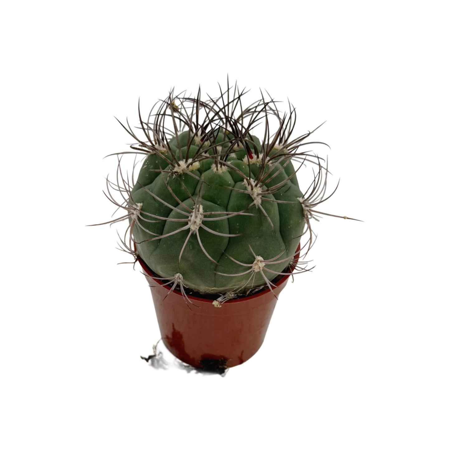 Giant Chin Cactus | 2.5 inch | Gymnocalycium saglione: 2.5 inch