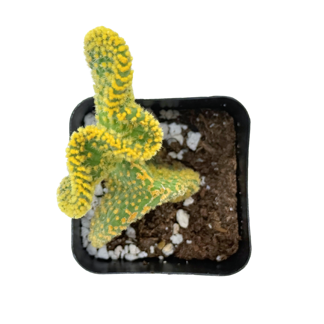 Crazy Bunny Ears | 2.5 inch | Opuntia microdasys monstrosa: 2.5 inch