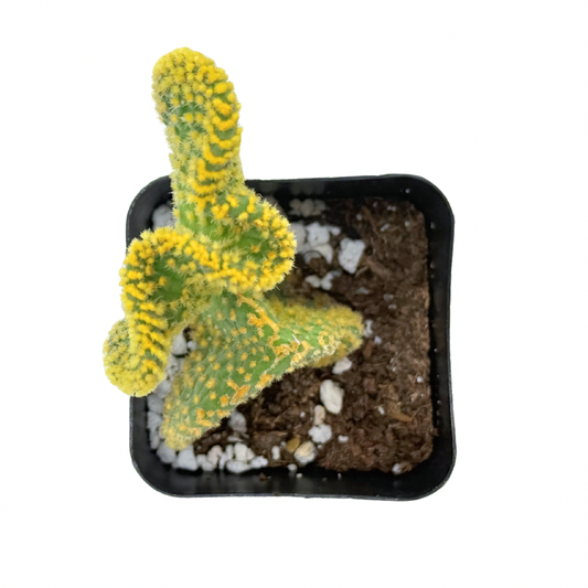 Crazy Bunny Ears | 2.5 inch | Opuntia microdasys monstrosa: 2.5 inch