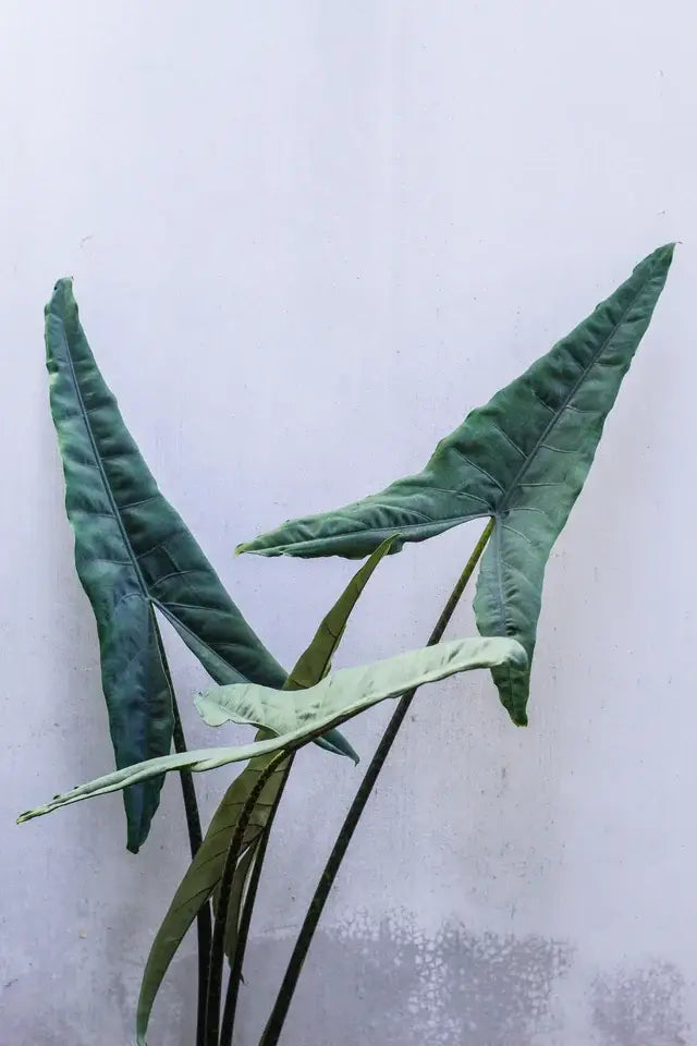 Alocasia Tigrina.