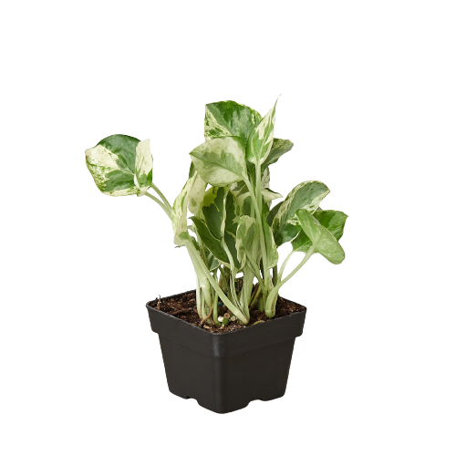 POTHOS NJOY 3-inch
