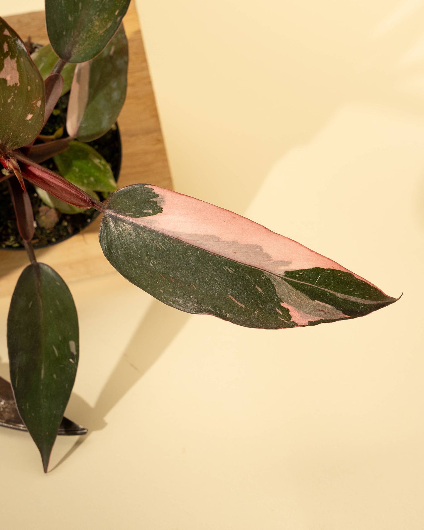 4" Philodendron 'Pink Princess'