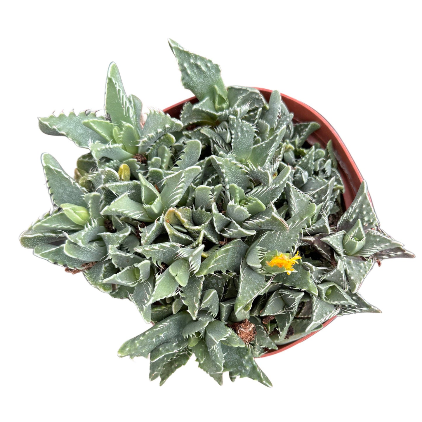 Tiger's Jaw Succulent | 4 inch | Faucaria tigrina: 4 inch