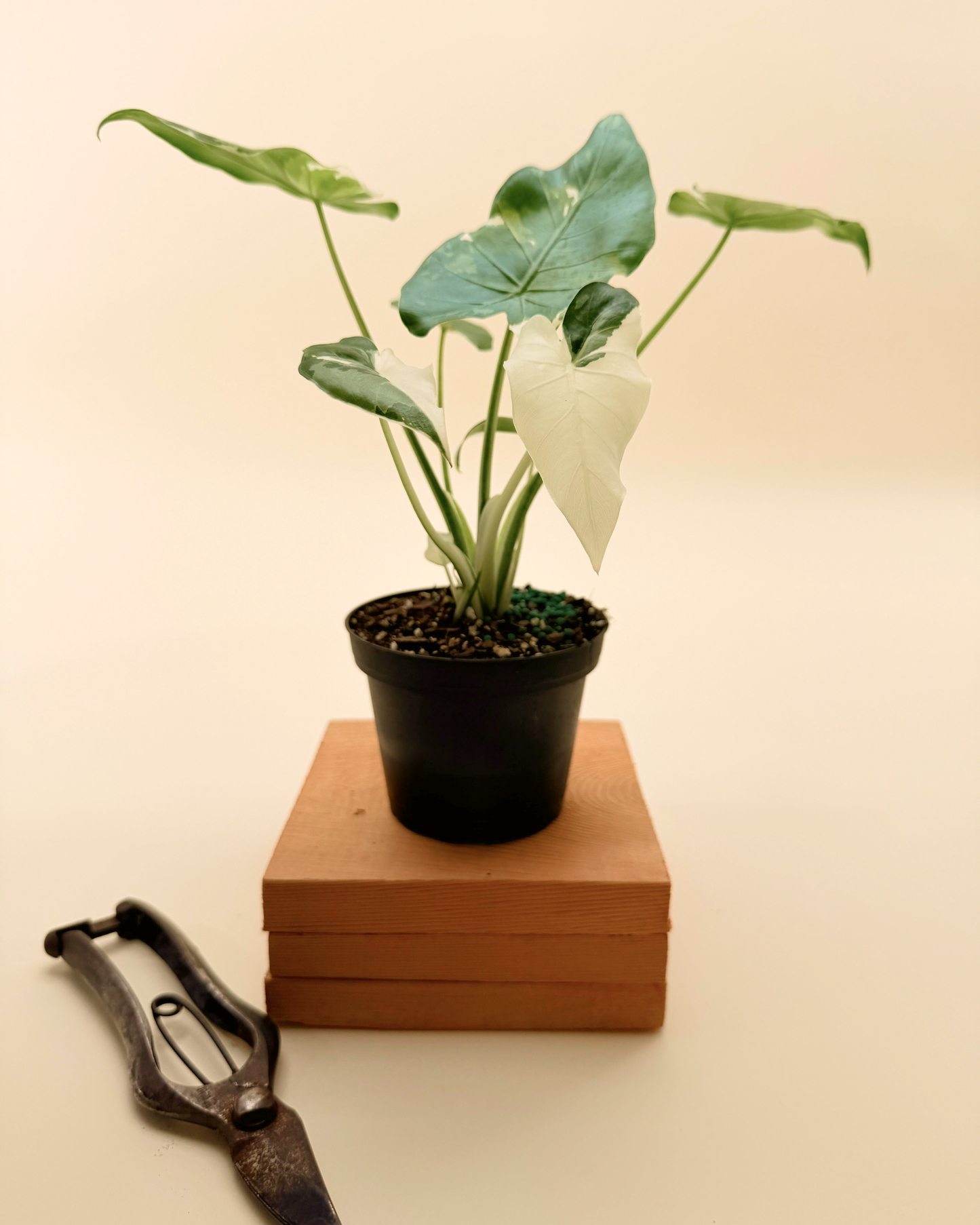 4" Alocasia Odora 'Okinawa Silver'