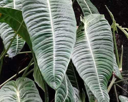 Anthurium Veitchii King. 2-3 inch starter plant.   : No. I will pot them myself. I would rather save the money.
