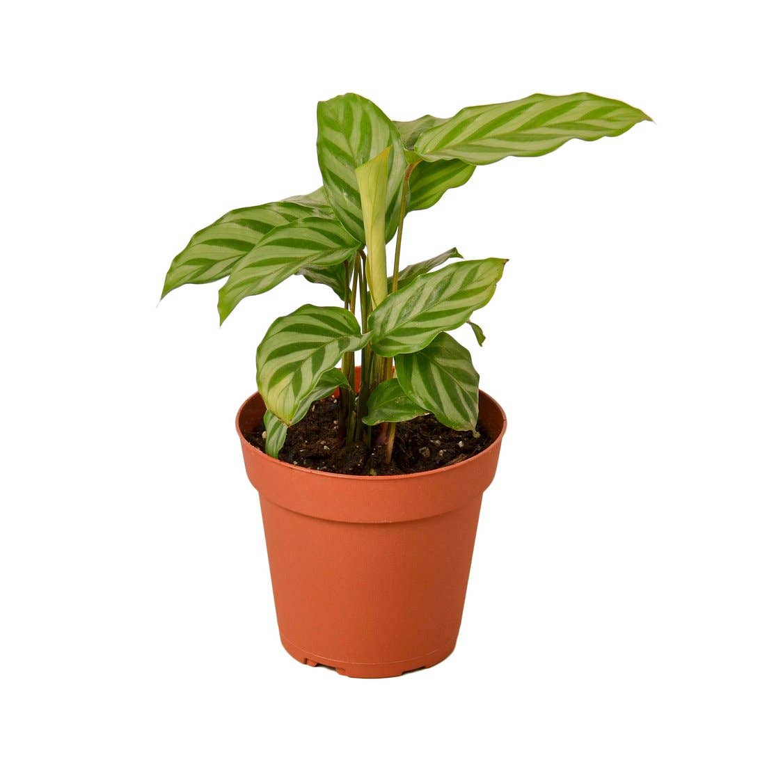 CALATHEA FREDDIE 4-inch