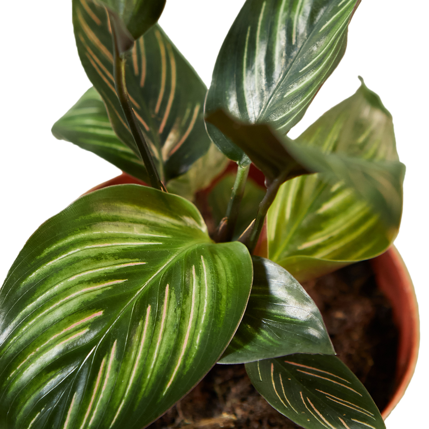 CALATHEA BEAUTY STAR 4-inch