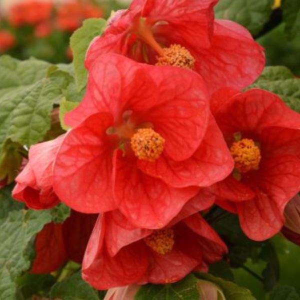 Abutilon Lucky Lantern PASSION 1 Live Starter Plant