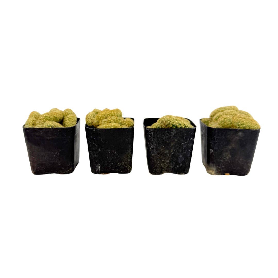 Crested Brain Cactus | 2 inch | Mammillaria elongata criststa: 2 inch