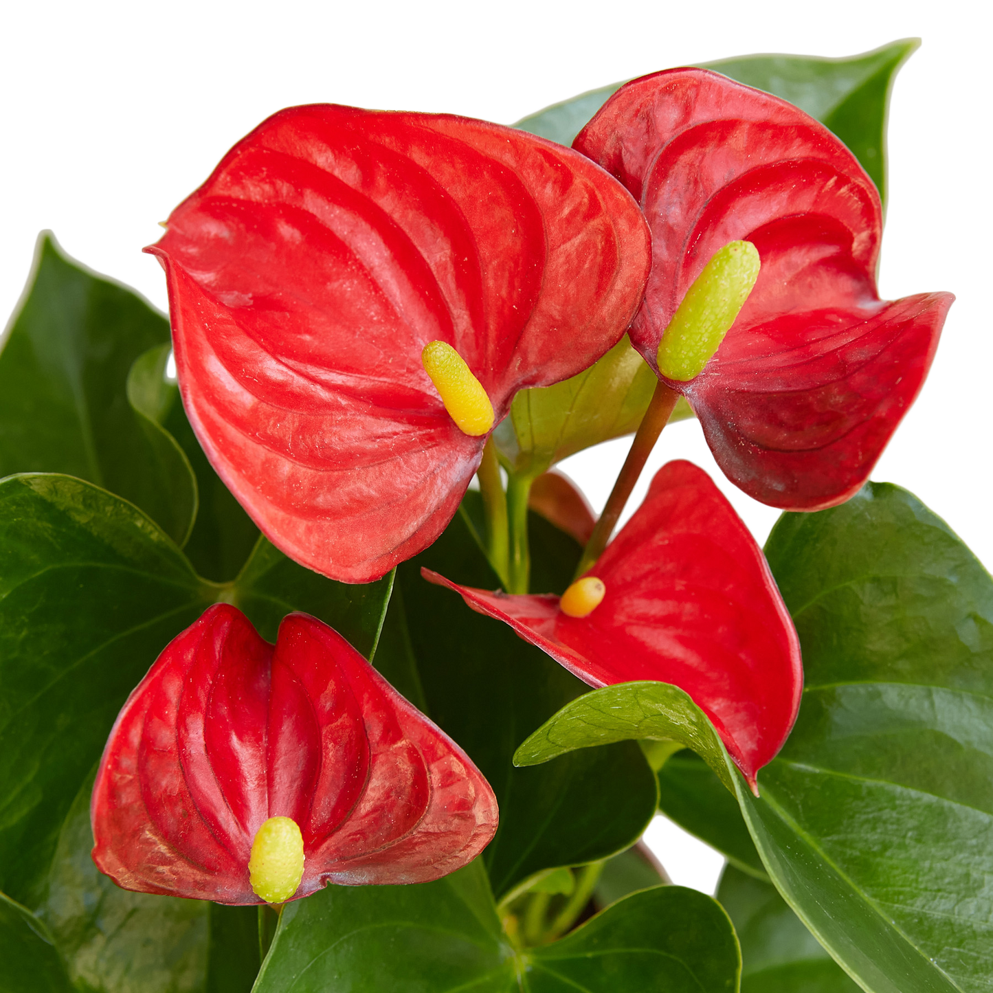 ANTHURIUM RED 4-inch