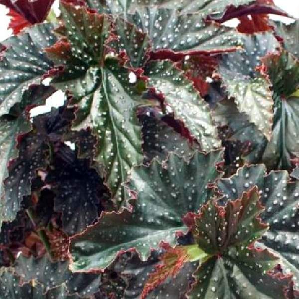 Small Begonia FANNIE MOSSER Rooted starter  Plant Angel Wing Cane