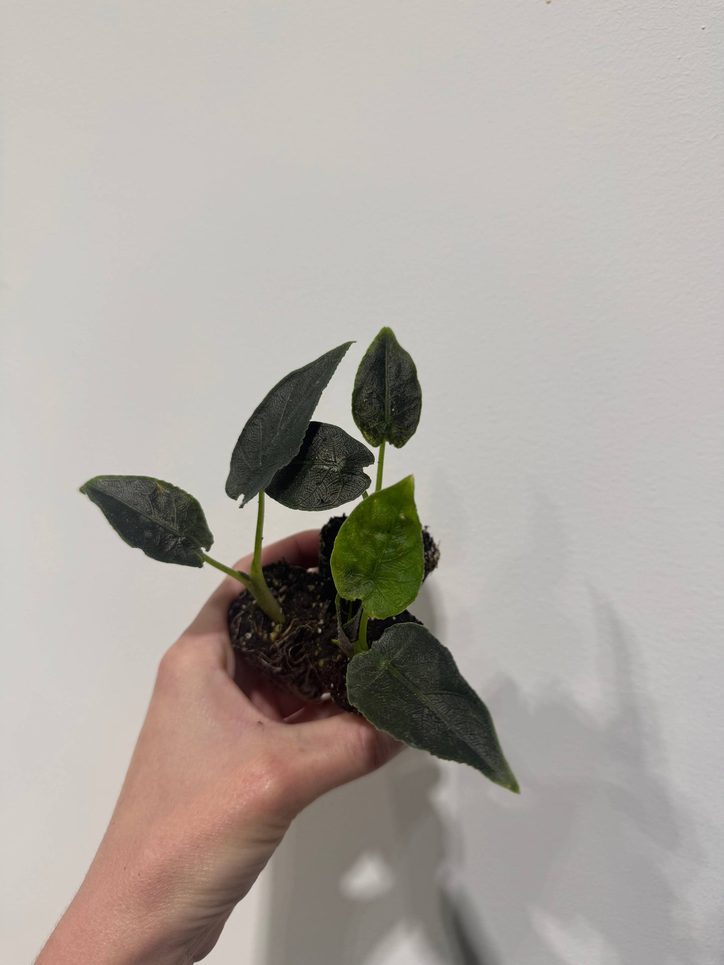 Alocasia Antoro Velvet starter: