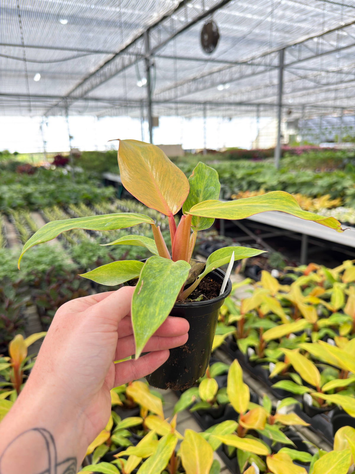 4" Pot - Philodendron Orange Marmalade