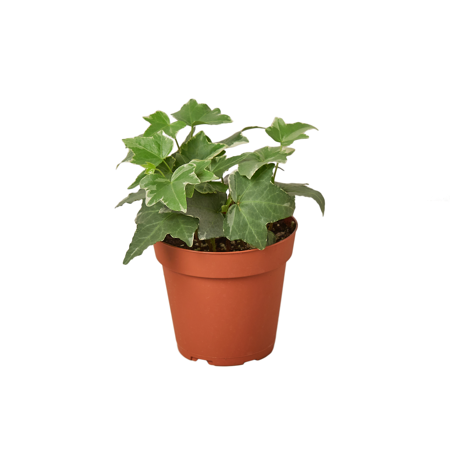IVY GLACIER 4-inch