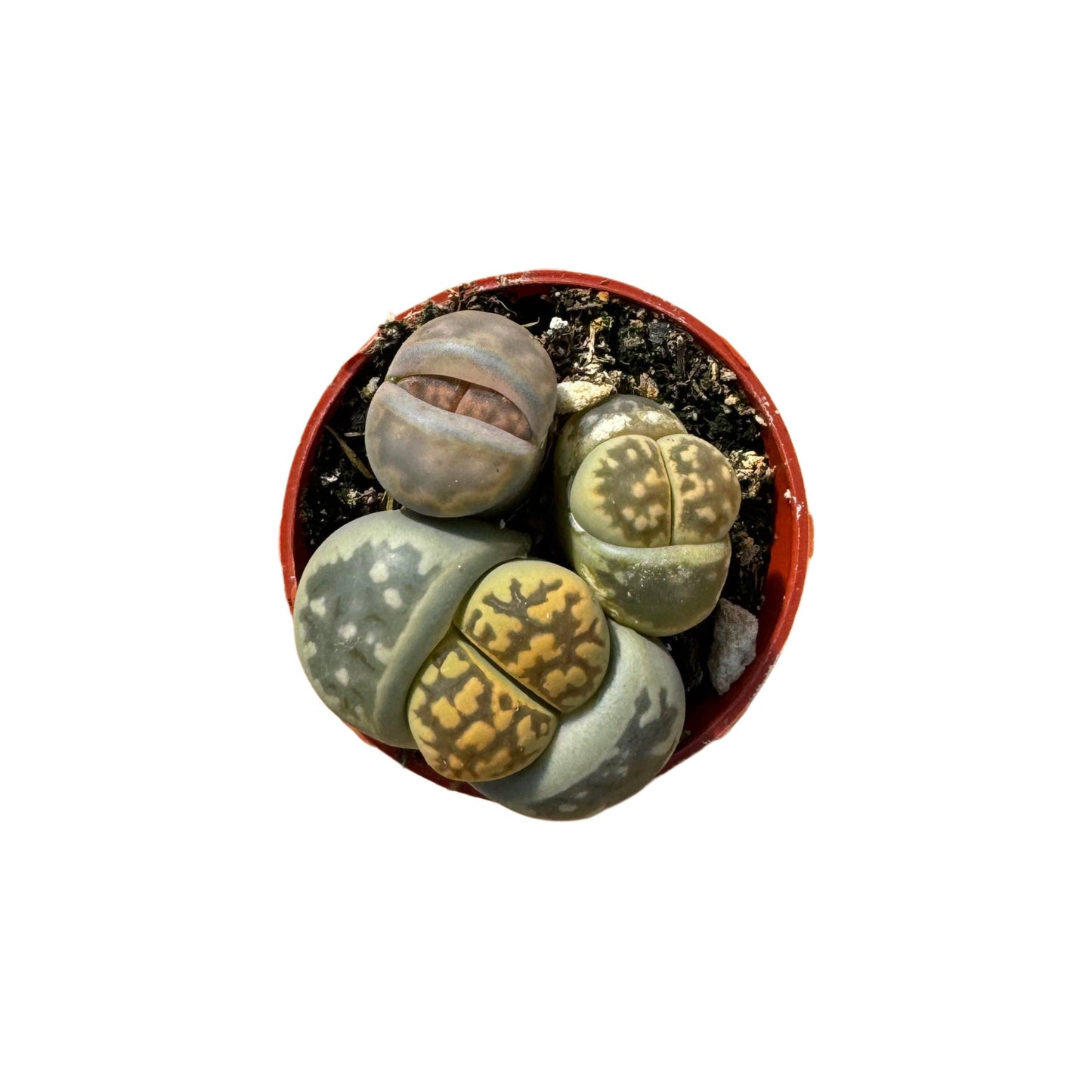Lithops | 1.5 inch: 1.5 inch