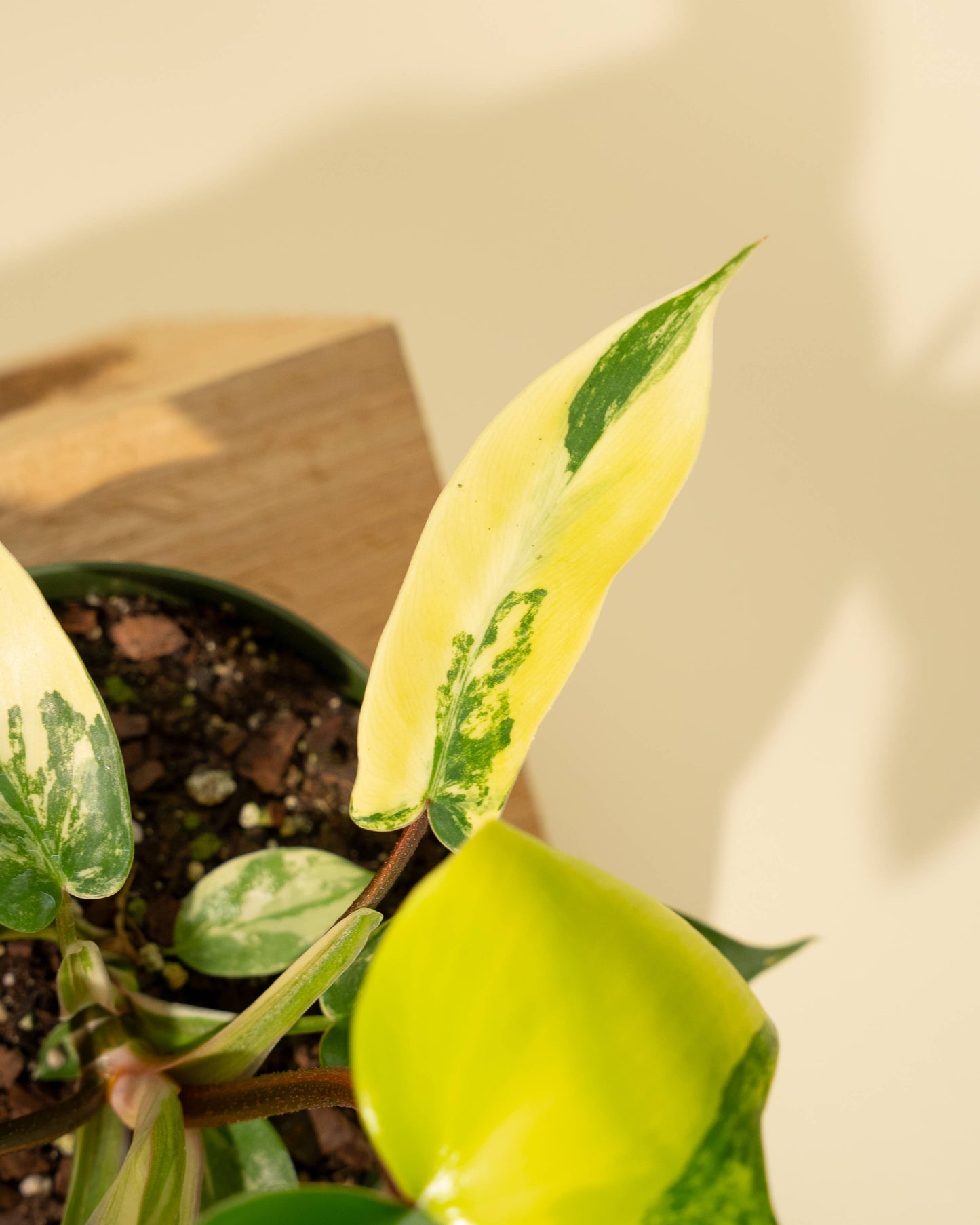 4" Philodendron Florida Beauty 'Sunrise'