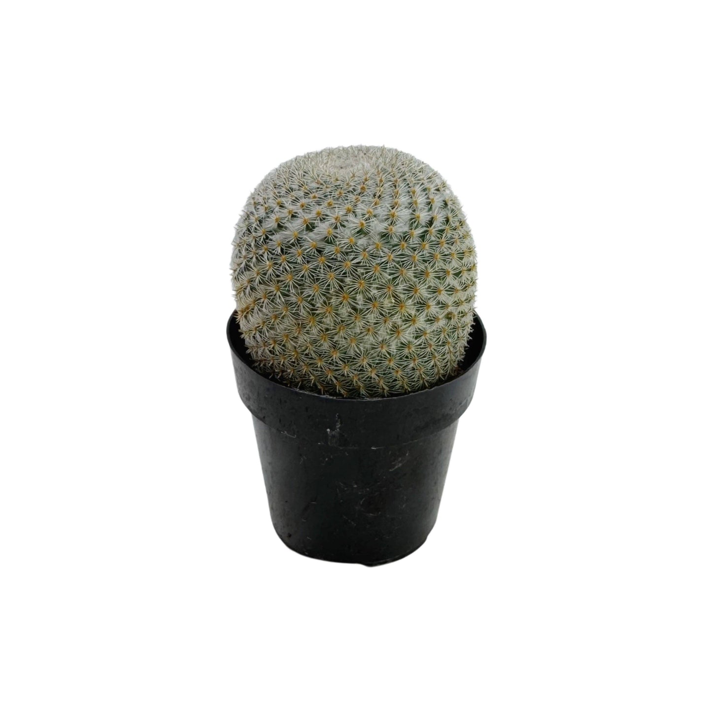 Mammillaria elegans | 2.5 inch: 2.5 inch