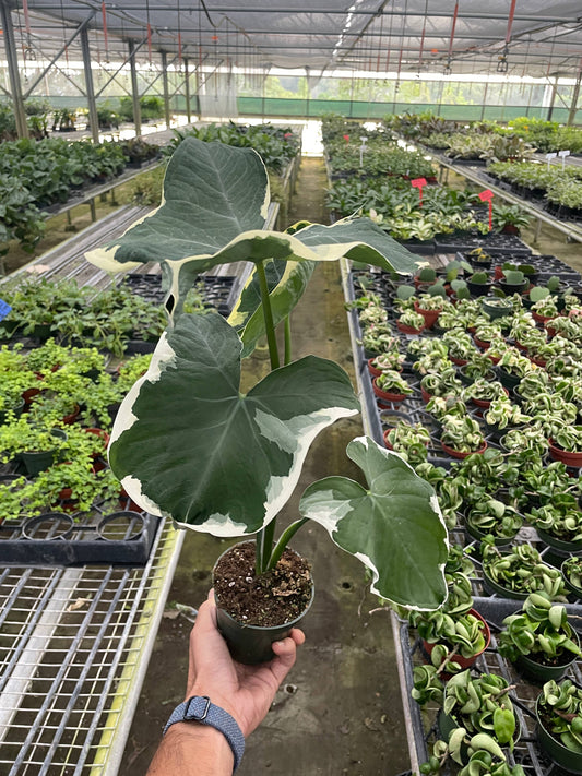 Alocasia 'Mickey Mouse' - 4" Pot