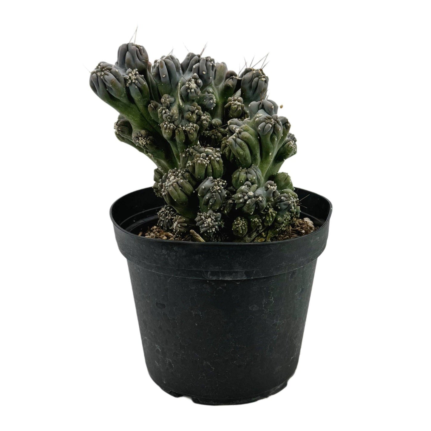 Ming Thing Cactus | 6 inch | Cereus forbesii monstrose (Copy): 4 inch