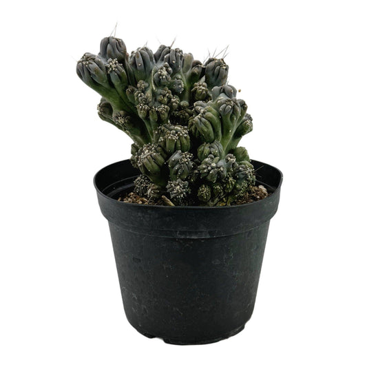 Ming Thing Cactus | 6 inch | Cereus forbesii monstrose (Copy): 4 inch