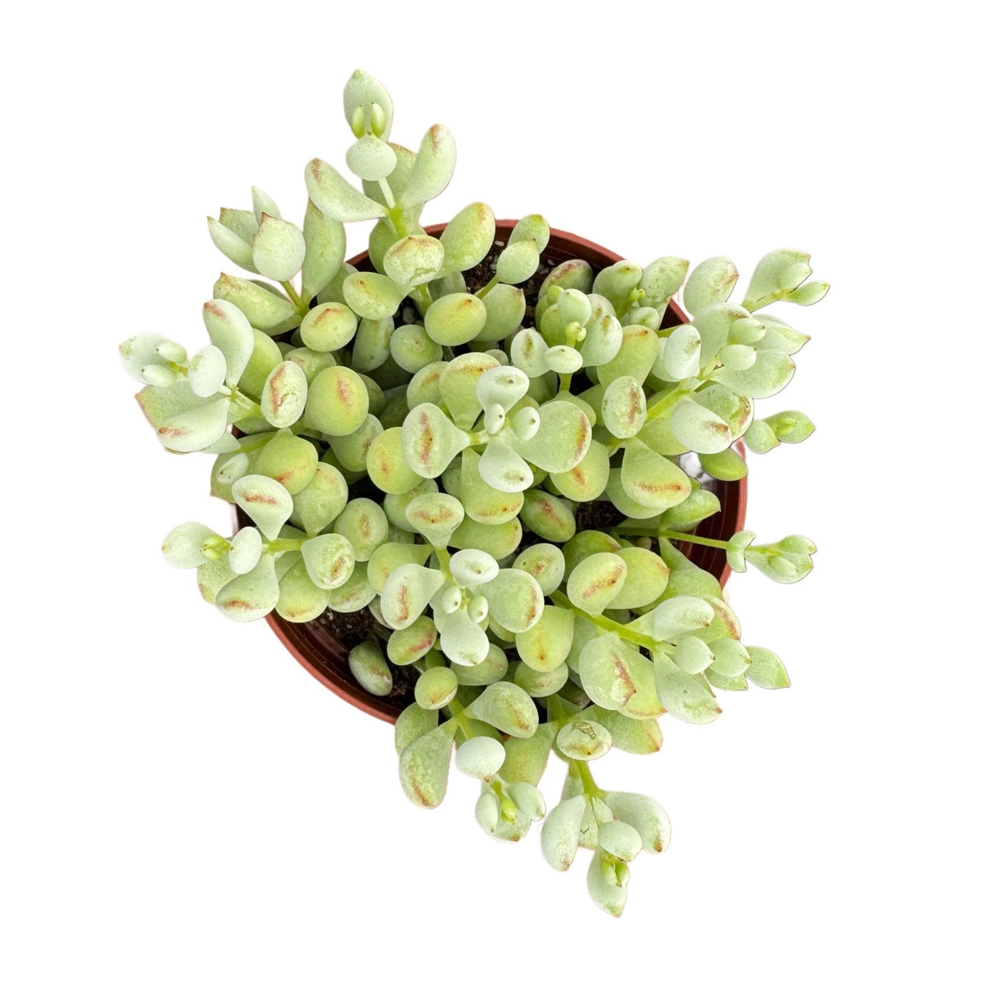 Cotyledon pendens | 4 inch | Cliffhanger Plant: 4 inch