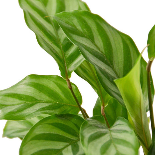 CALATHEA FREDDIE 4-inch