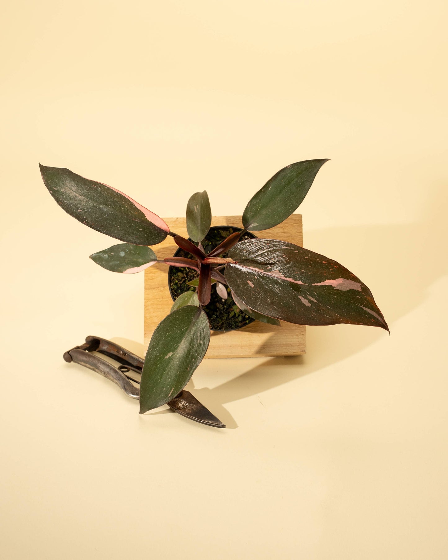 4" Philodendron 'Pink Princess'