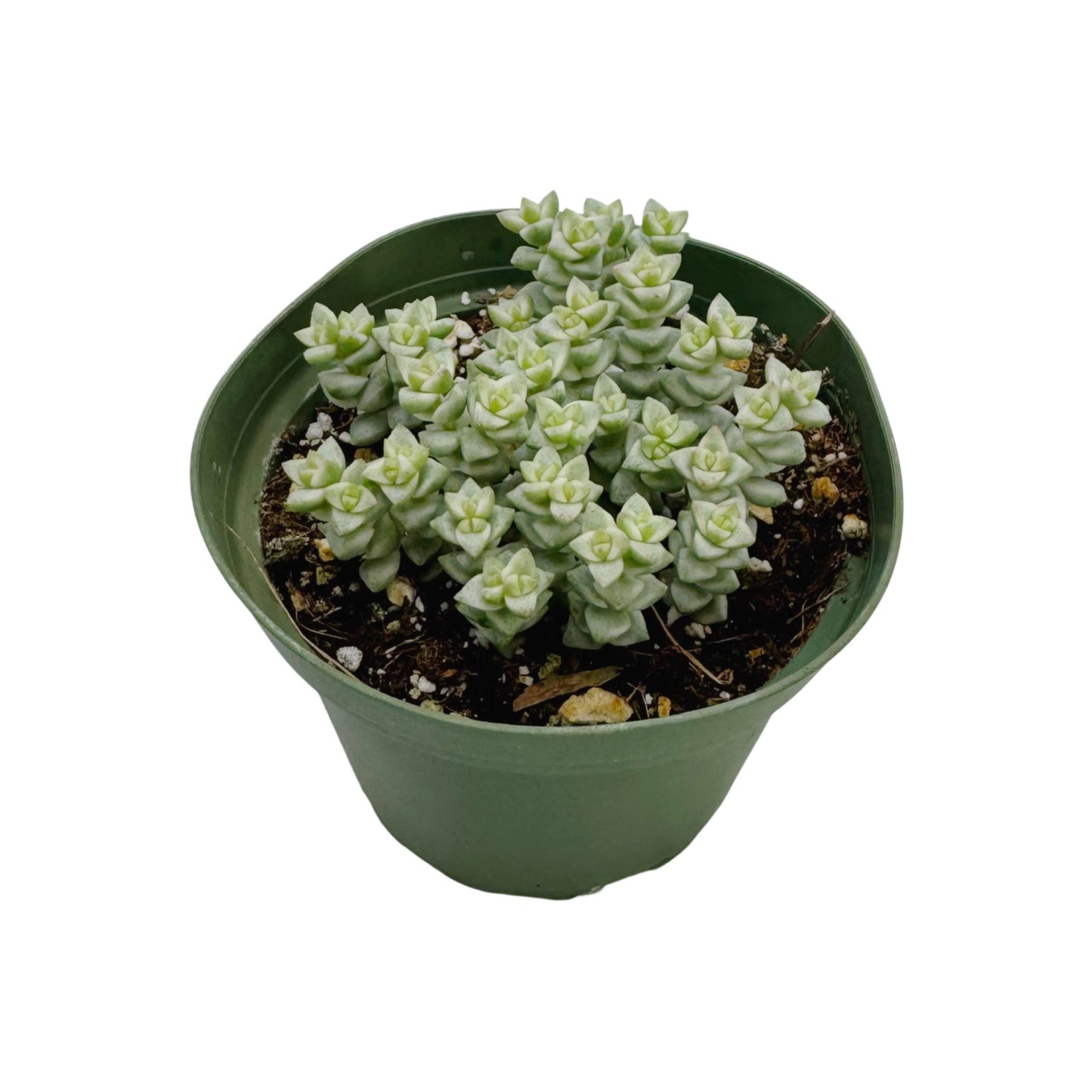 Crassula 'Tom Thumb' Variegated | 4 inch: 4 inch