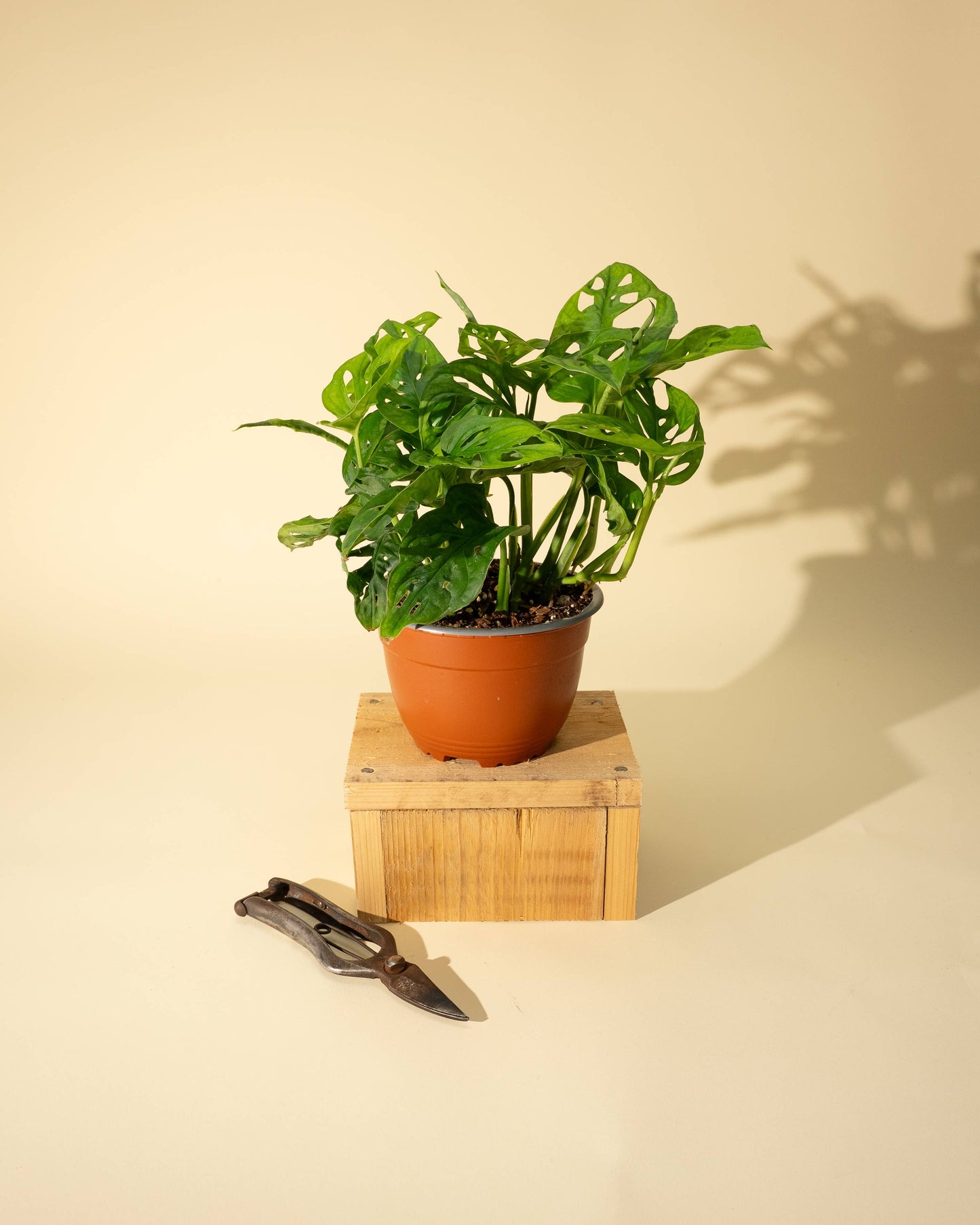 6" Monstera Adansonii 'Swiss Cheese' Wide Form (Hanging Basket)